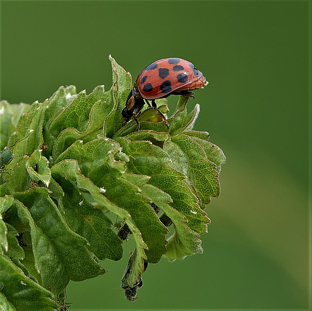 Ladybird Seeking Aphids