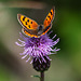 Small Copper on Thistle