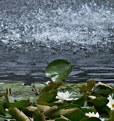 Water and lilies