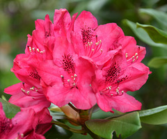 Pour un bon lundi...Rhododendron...