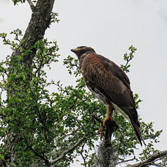 Day 8, Harris's Hawk, Santa Ana NWR