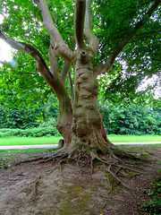 1 (80)...austria old tree