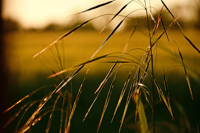 Wild grass by the wheat field