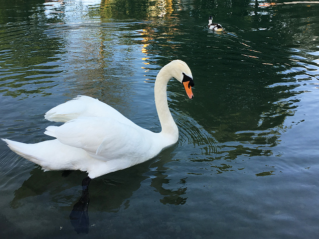 Swan and Duck