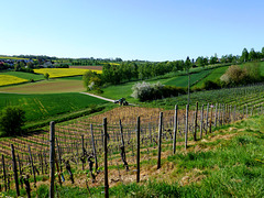 Blick vom Weinbau zur Feldwirtschaft