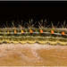 IMG 7312 Caterpillar