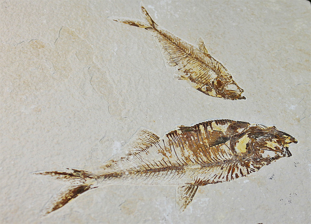poissons fossilisés du Tertiaire marocain