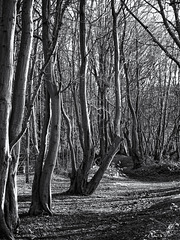 Jan 03: woodland path