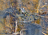 frog and spawn city park DSC 8940