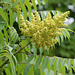 fleur du sumac vinaigrier / staghorn sumac / rhus typhina