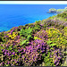 Heather and gorse; the coast path above Greenbank Cove, North Cliffs, Cornwall. For Pam.