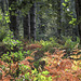 Early autumn colours in Rough Standhills 4