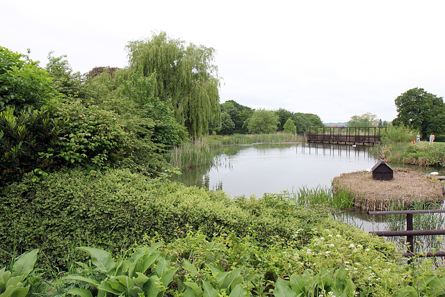 Glastonbury Abbey duck pond