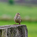 Meadow Pipit calls