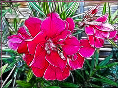 Painted Oleander flower. ©UdoSm