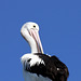 March Pelican