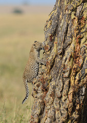 Jeune Leopard