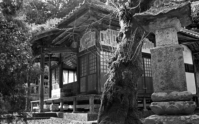 Temple and a tree