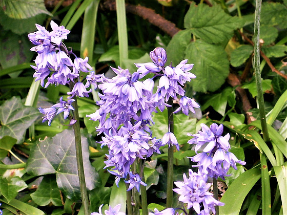 Some of the blue-bells have a purplish hue