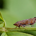 Interessantes  Insekt - Südliche Strauchzirpe