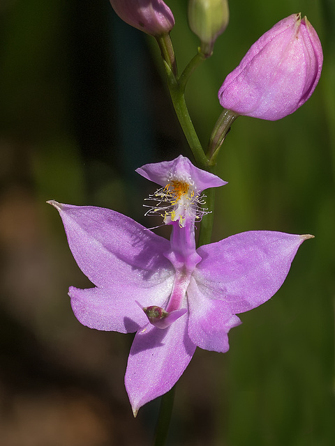 Calopogon tuberosus (Common Grass-pink orchid) in the bog garden