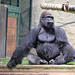 Hiératique, gorille du Parc zoologique de Saint-Martin-la-Plaine (Loire, France)