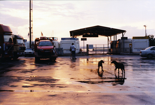 dogs at greek port