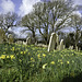 All Saints Church Godshill - headstones and daffodils in the church yard