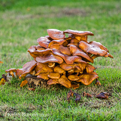 Fungi on tree stump (1)