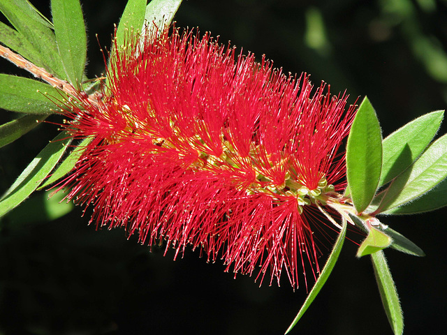 Red Bottlebrush