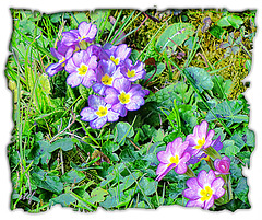 shy signs of spring