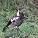 Young Aussie Magpie