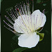 Blüte des Kaperstrauches...   ©UdoSm