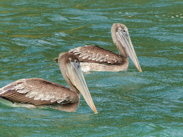 Brown Pelicans / Pelecanus occidentalis, Blue Waters Inn, Tobago