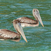 Brown Pelicans / Pelecanus occidentalis, Blue Waters Inn, Tobago