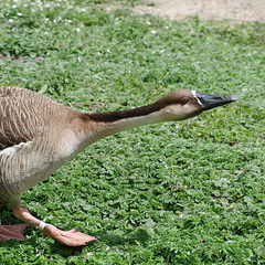 Brown goose, sticking its neck out