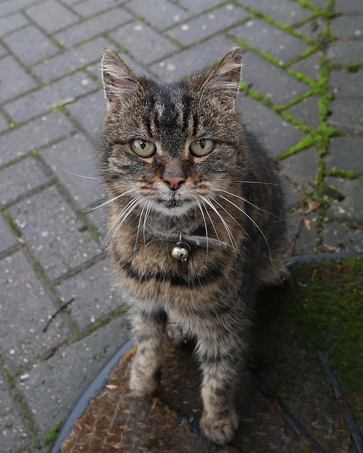 Friendly Visitor Friendly Visitor