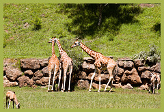 Jirafas [Giraffa camelopardalis] + (1PiP)
