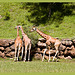 Jirafas [Giraffa camelopardalis] + (1PiP)