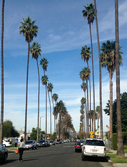 King Estates, palm trees converge