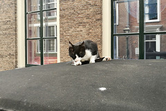 Cat on a soft roof