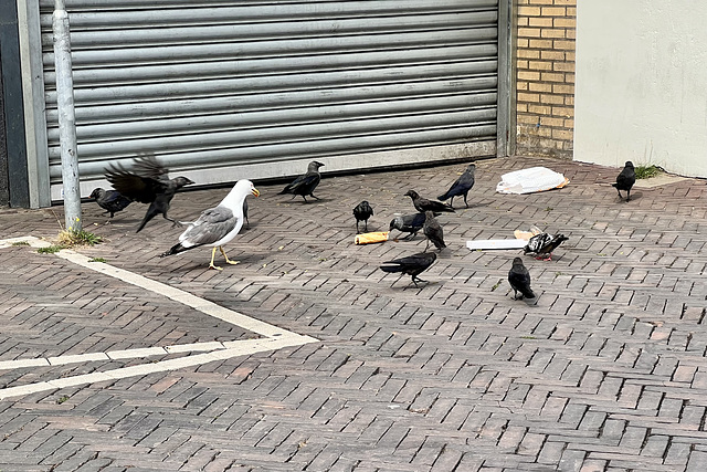 Birds and a bread roll