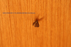 Moth on the door 01