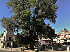 Guadarrama's iconic elm in the Plaza Mayor in front of the town hall. I invite all Europeans of a certain age to wallow in this nostalgic image from their childhood!