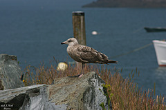 Young Gull (2 of 3)
