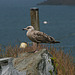 Young Gull (2 of 3)