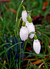 My First Snowdrops