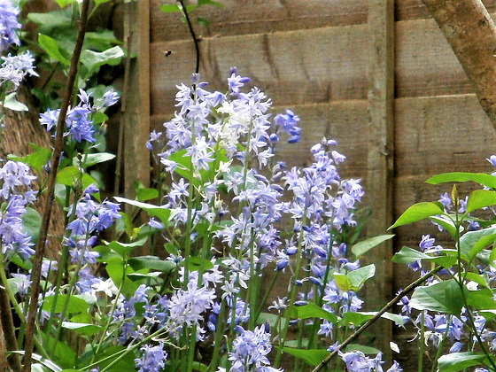 The bluebells make it look quite forest-y. They are amongst the lilac trees