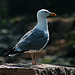 Old Gull (1 of 3)