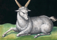 Wild Sheep from Poland (1550)